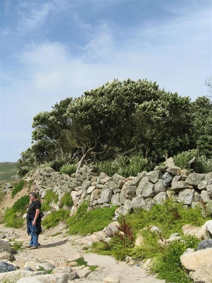 Day 3 gwynver beach windswept ake ake type trees